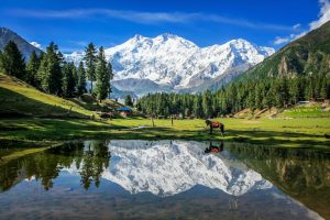 Fairy meadows